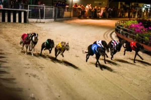 Mẹo Chơi Game Nhanh Đua Chó Tại AE6789 Chắc Thắng Trong Tầm Tay