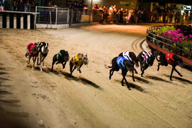 Mẹo Chơi Game Nhanh Đua Chó Tại AE6789 Chắc Thắng Trong Tầm Tay 1 Mẹo Chơi Game Nhanh Đua Chó Tại AE6789 Chắc Thắng Trong Tầm Tay