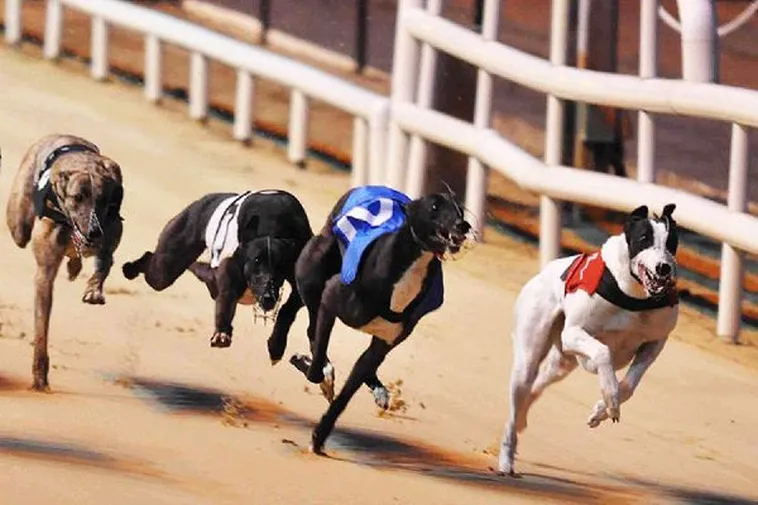 Mẹo Chơi Game Nhanh Đua Chó Tại AE6789 Chắc Thắng Trong Tầm Tay 2 Mẹo Chơi Game Nhanh Đua Chó Tại AE6789 Chắc Thắng Trong Tầm Tay