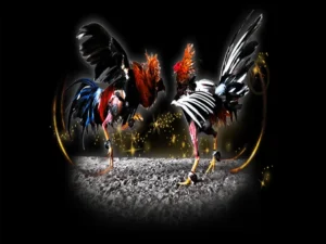 Cách Chơi Đá Gà Sabong Tại AE6789 Thống Lĩnh Đấu Trường Live