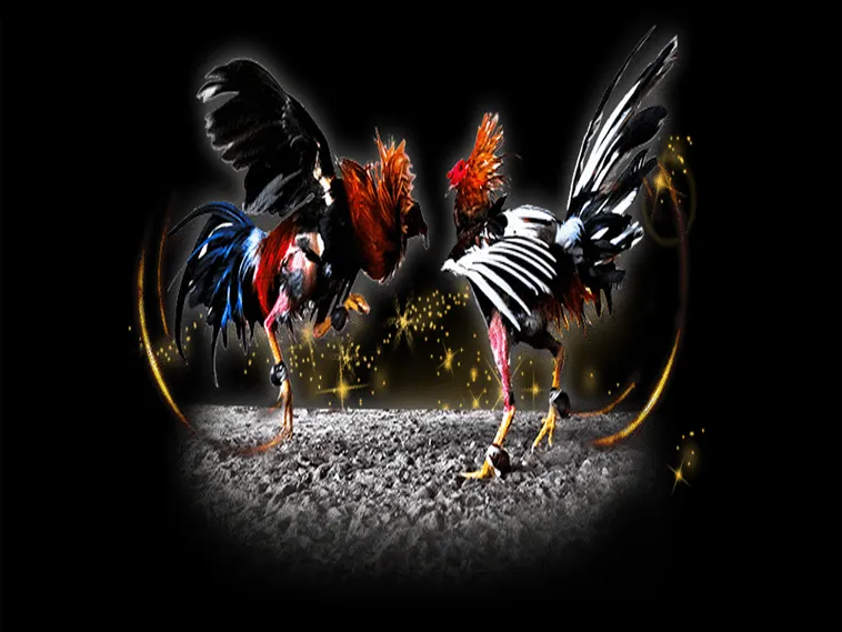 Cách Chơi Đá Gà Sabong Tại AE6789 Thống Lĩnh Đấu Trường Live 1 Cách Chơi Đá Gà Sabong Tại AE6789 Thống Lĩnh Đấu Trường Live