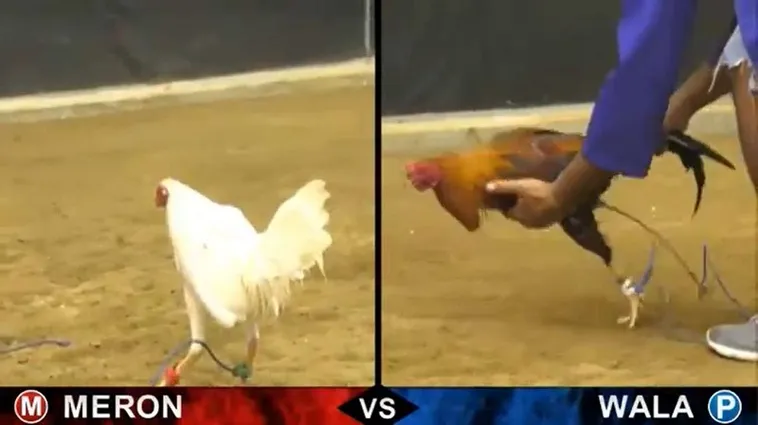 Cách Chơi Đá Gà Sabong Tại AE6789 Thống Lĩnh Đấu Trường Live 2 Cách Chơi Đá Gà Sabong Tại AE6789 Thống Lĩnh Đấu Trường Live